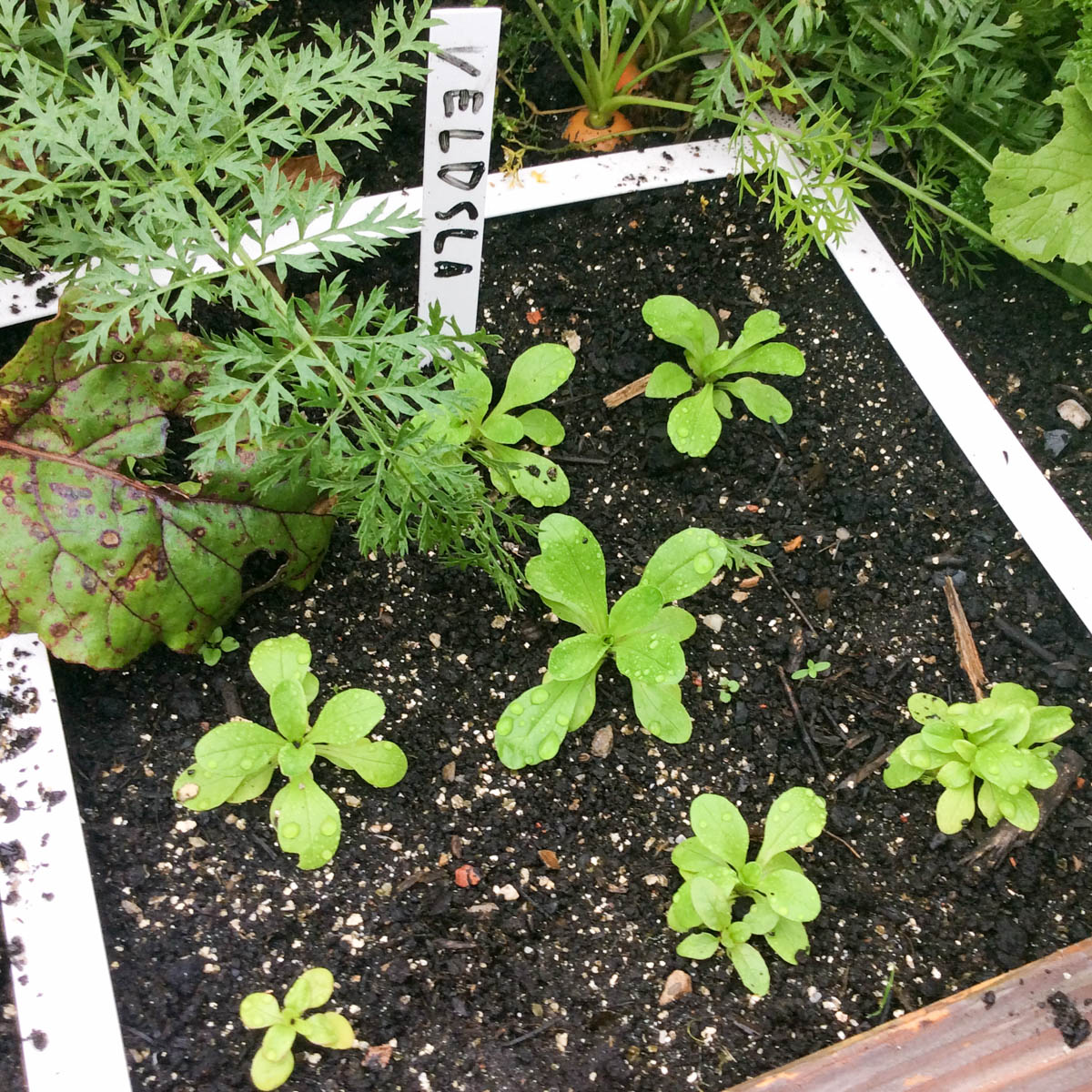 Young lamb's lettuce plants growing in a square