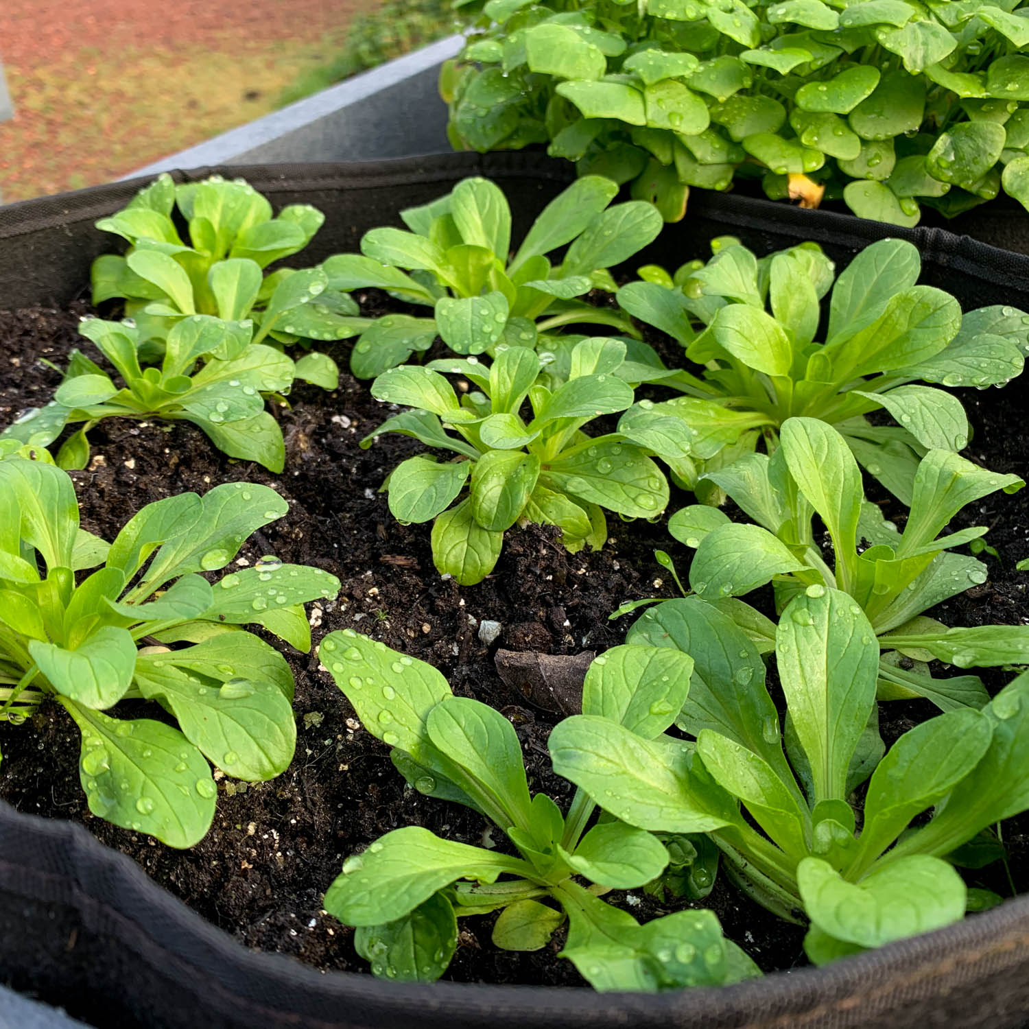 Mature lamb's lettuce ready to harvest in an MM-mini