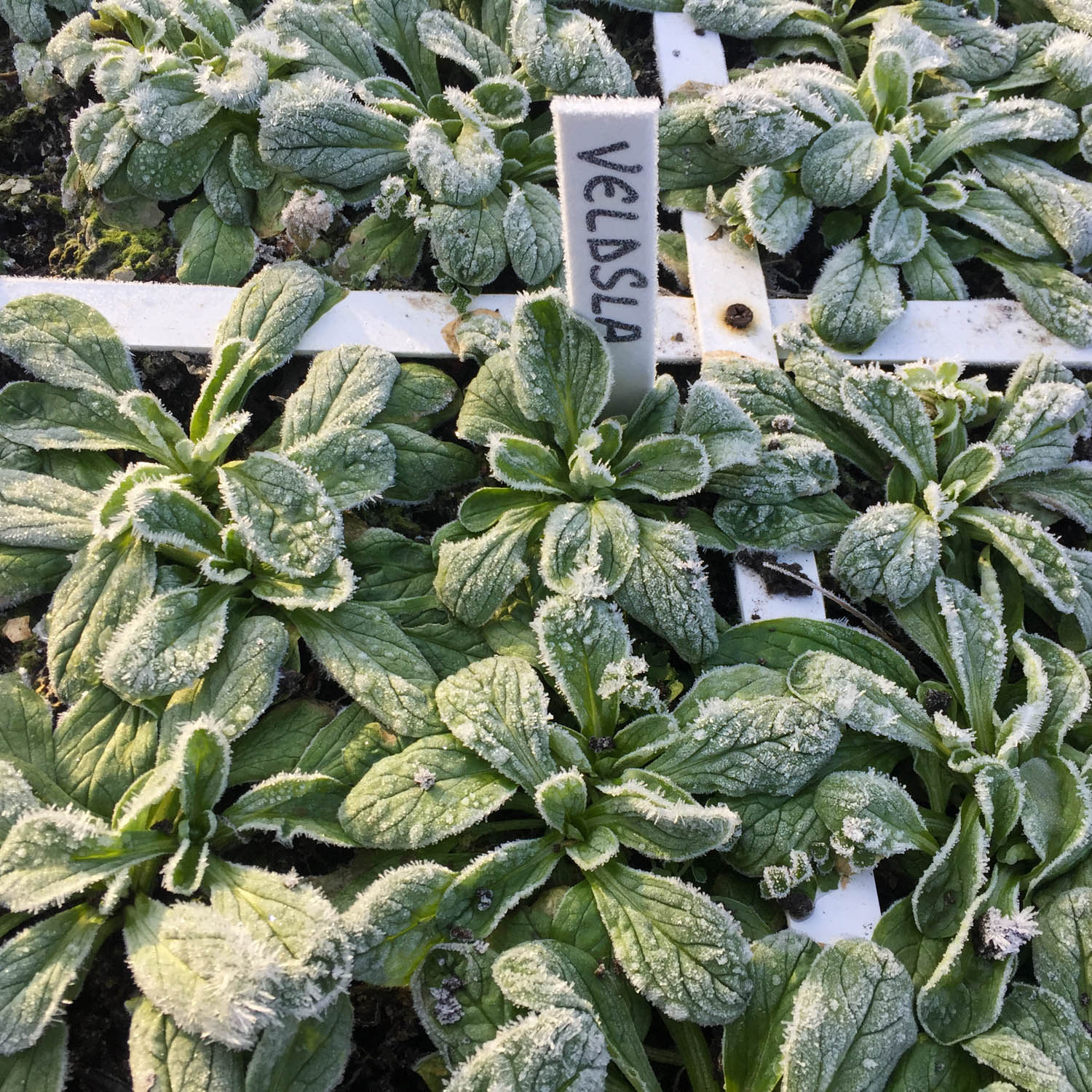 Lamb's lettuce plants growing through severe frost