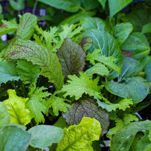 Asian salad mix