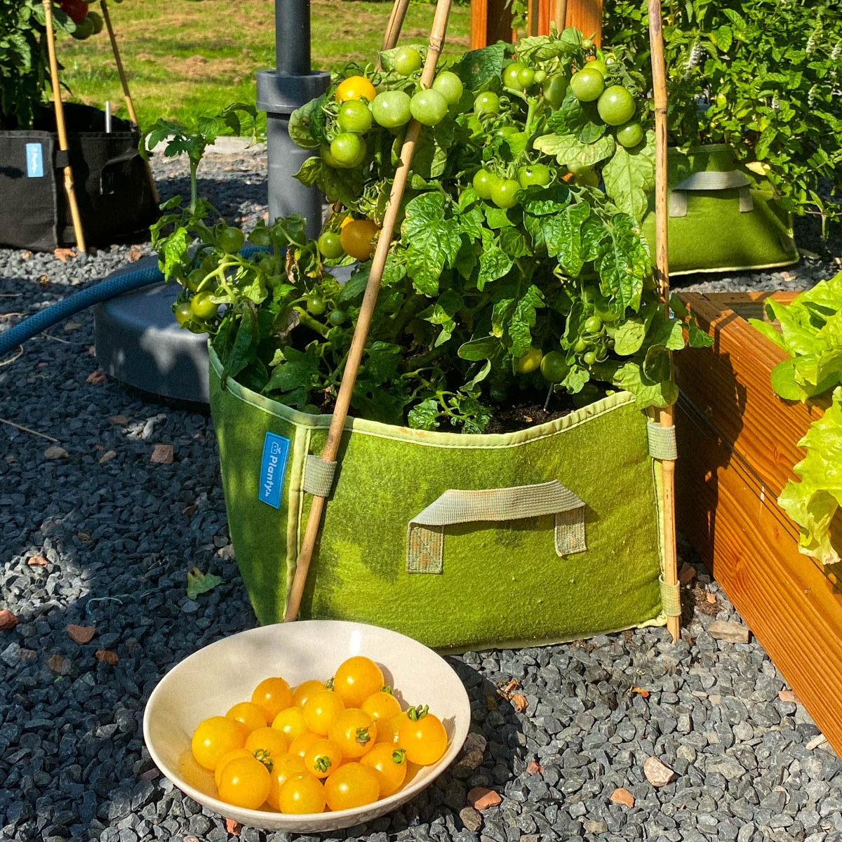 Gele Struiktomaat in een Makkelijke Moestuin growbag