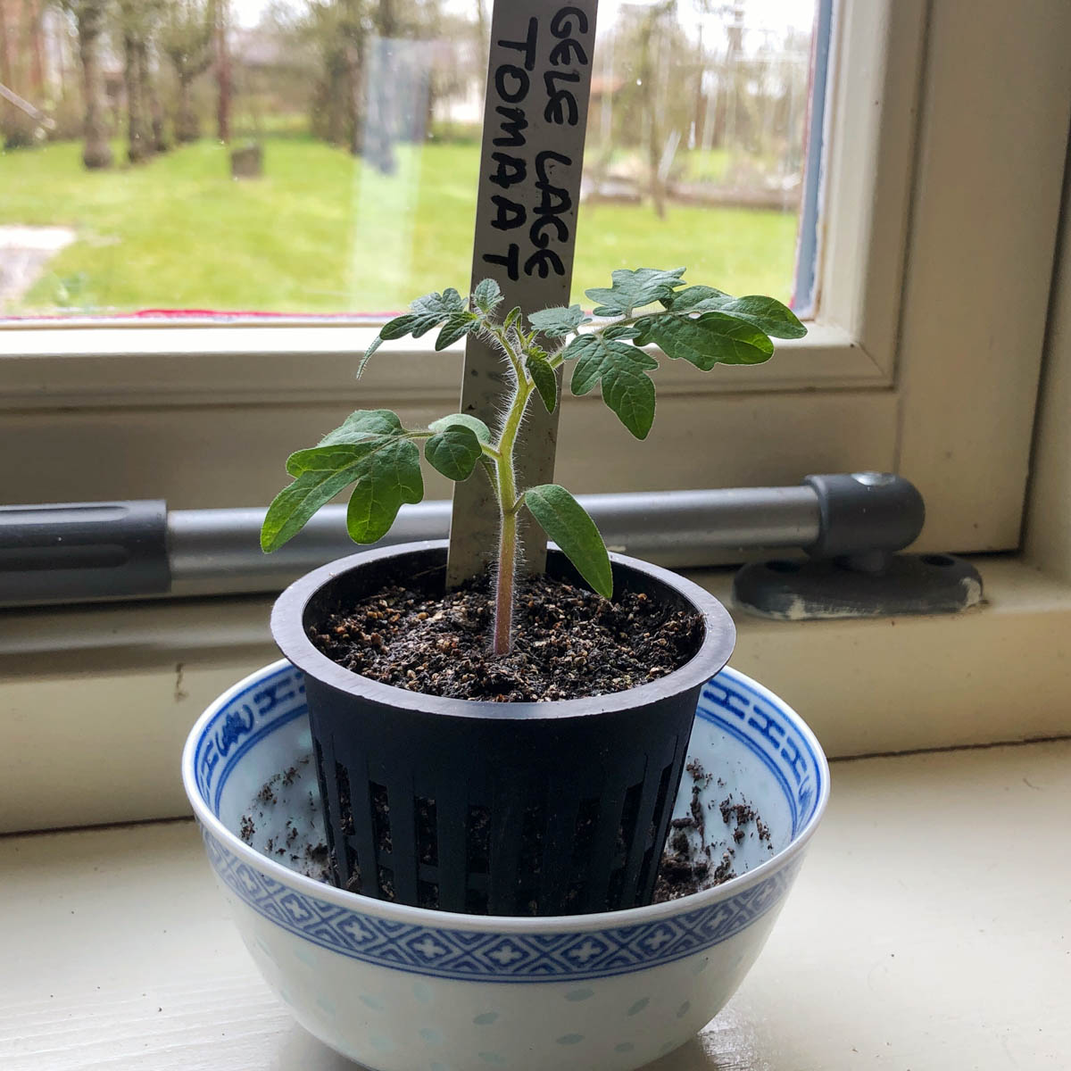 Klein plantje van Makkelijke Moestuin struiktomaat