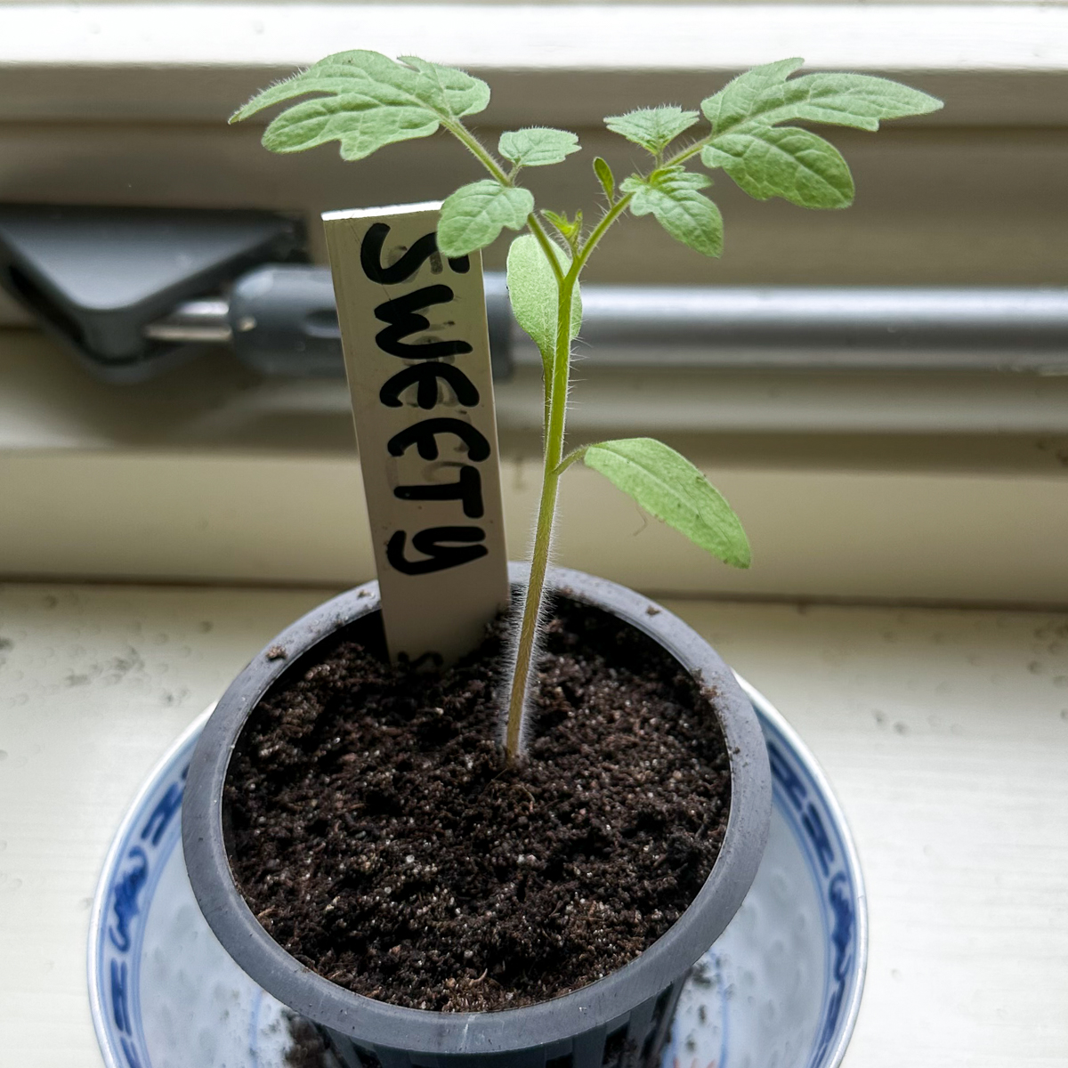 Klein tomatenplantje, ongeveer 2 weken oud
