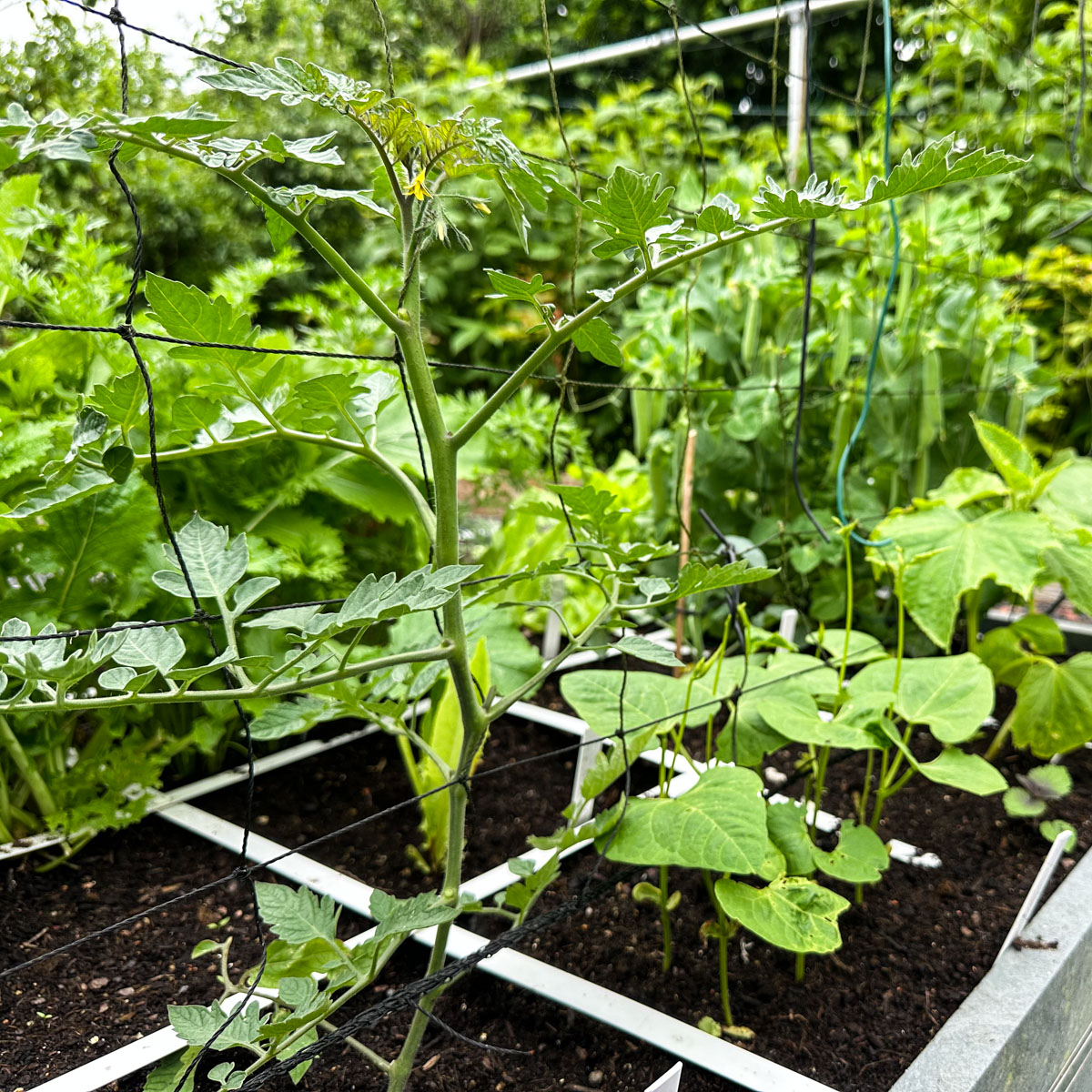 A newly planted yellow snack tomato by the trellis