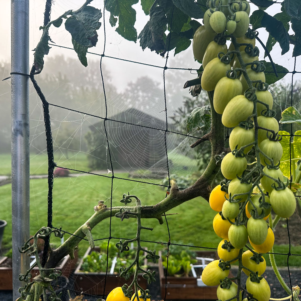 A yellow snack tomato plant still carrying fruit in late September