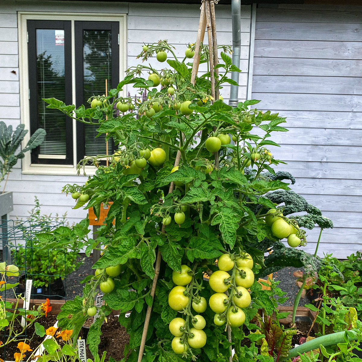 Bush tomato plant with plenty of tomatoes