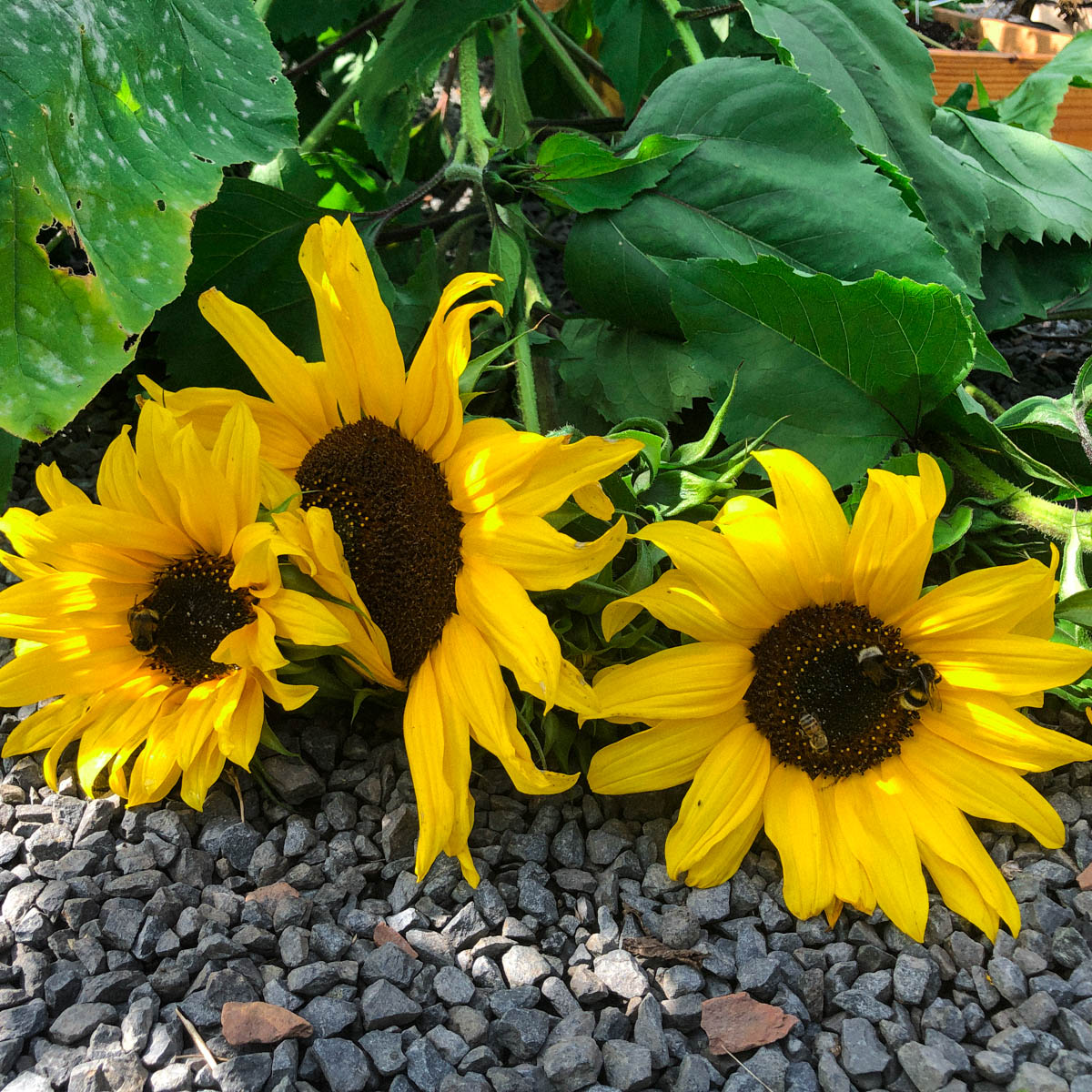 Tall Sunflower plant blown over beside a raised bed