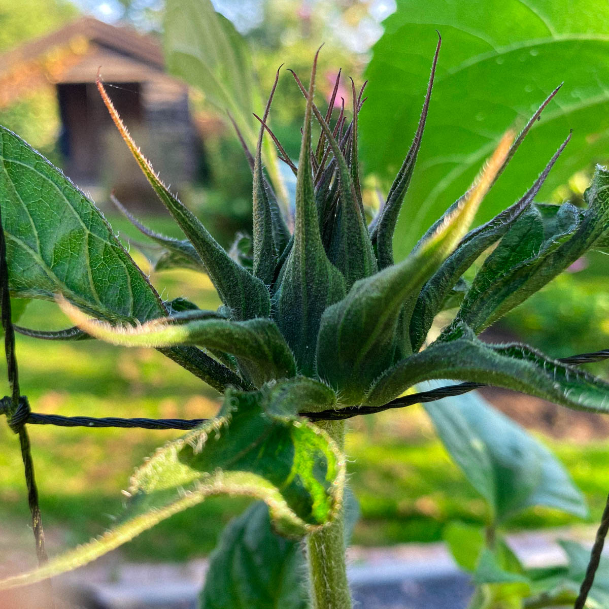 First sunflower bud