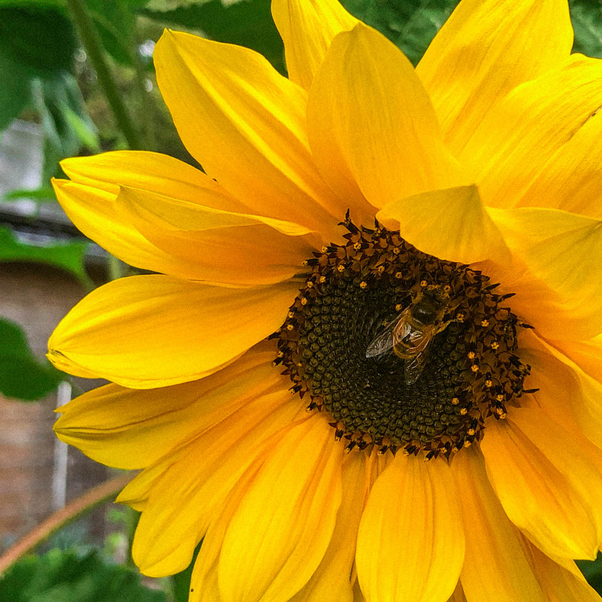 Bees love sunflowers in a Makkelijke Moestuin raised bed