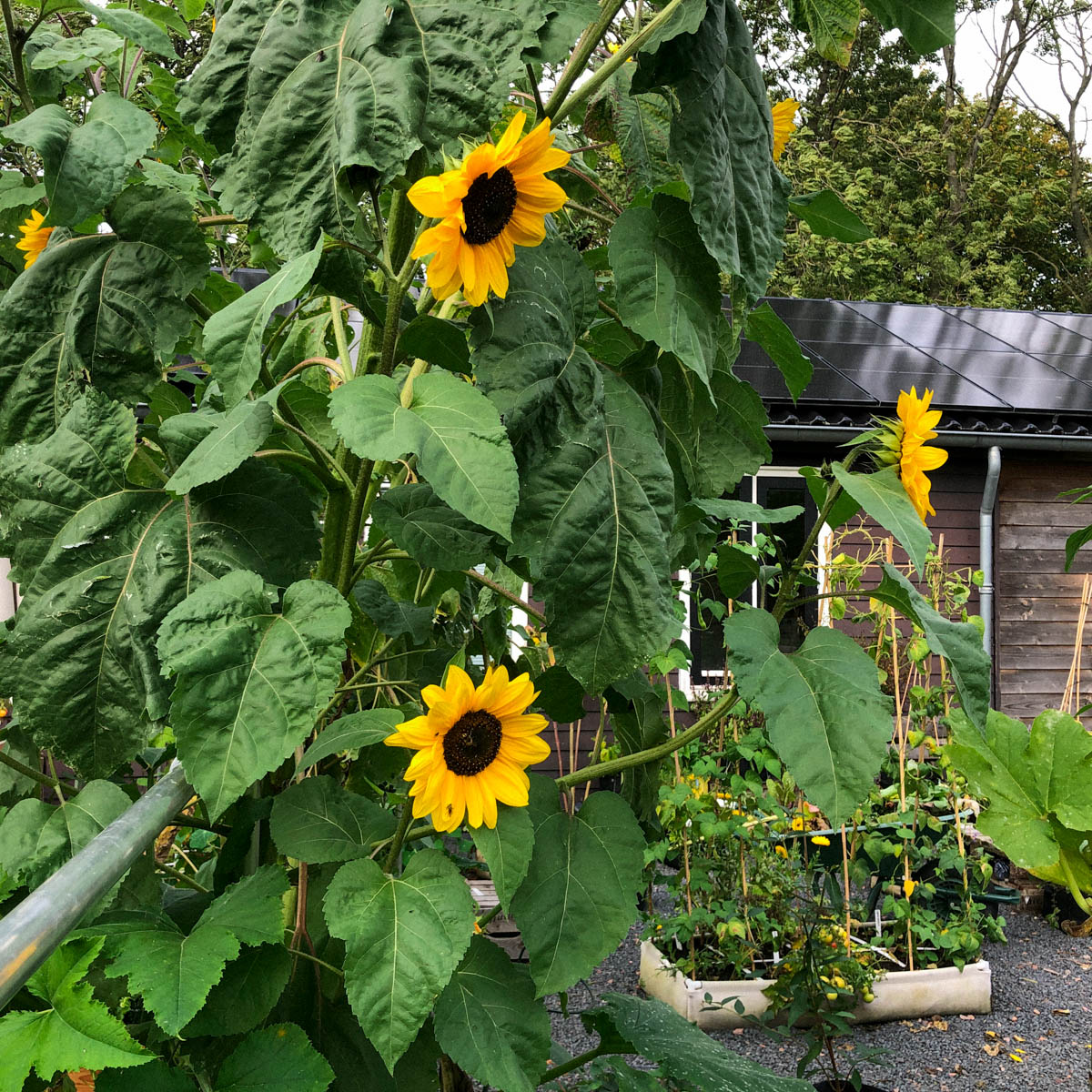 Sunflowers grow great in the MM-Mix