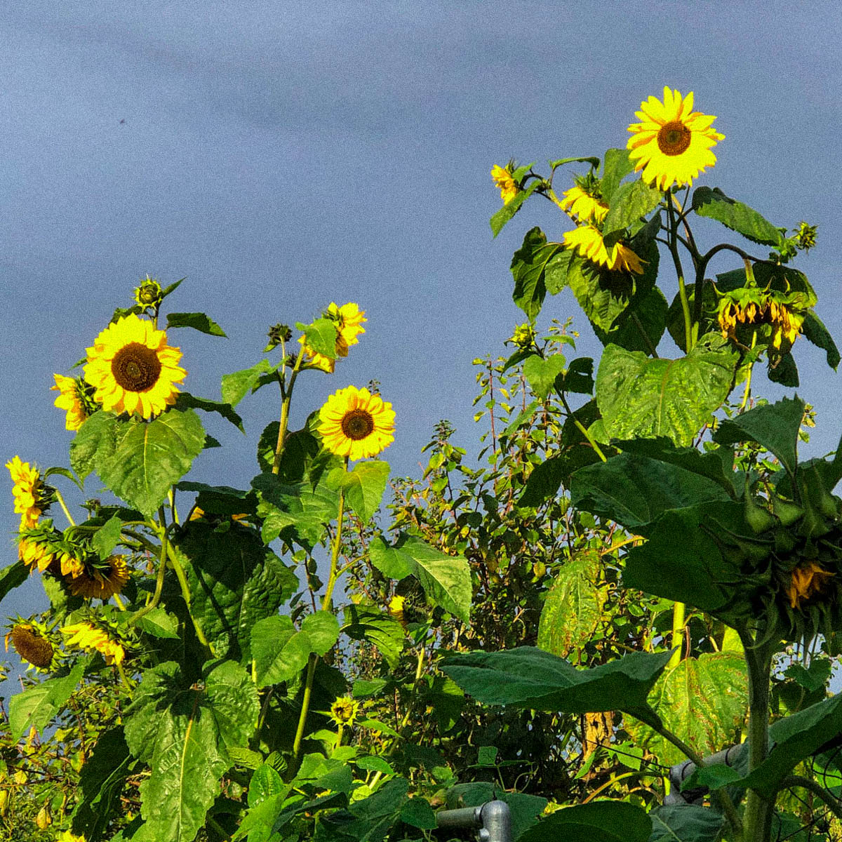 Sunflowers continue to bloom well into autumn