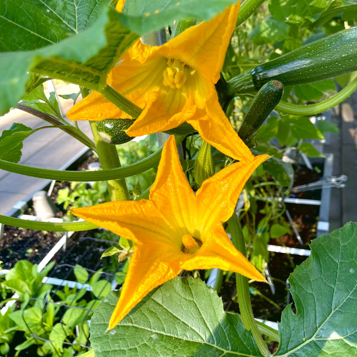 Climbing courgette