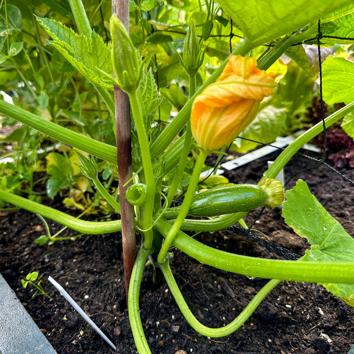 A climbing courgette plant trained up the trellis