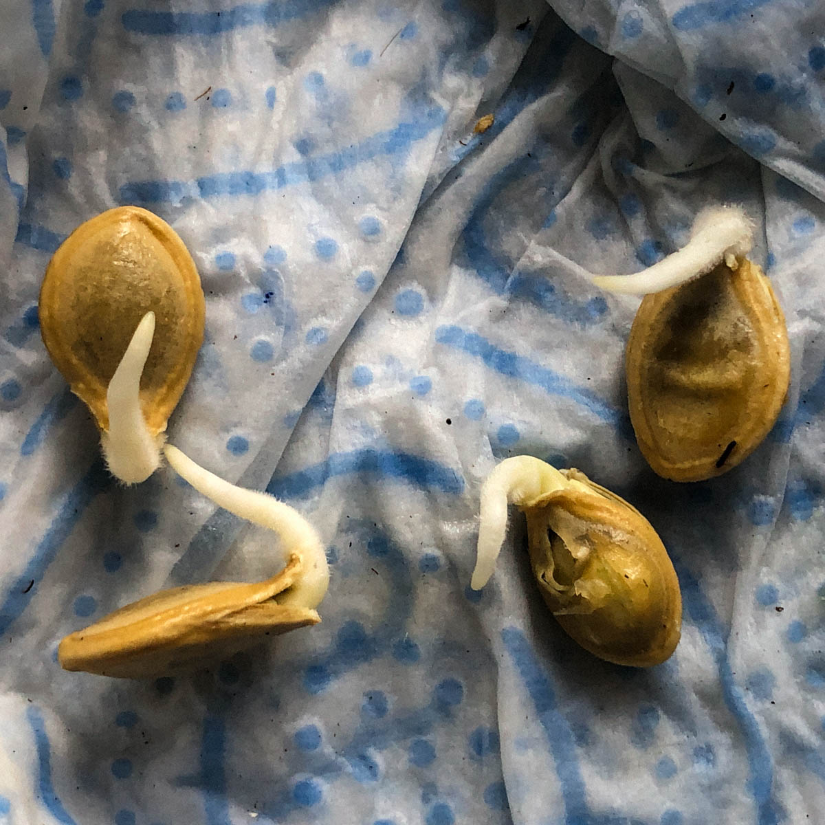 Pumpkin seeds pre-sprouting between damp paper