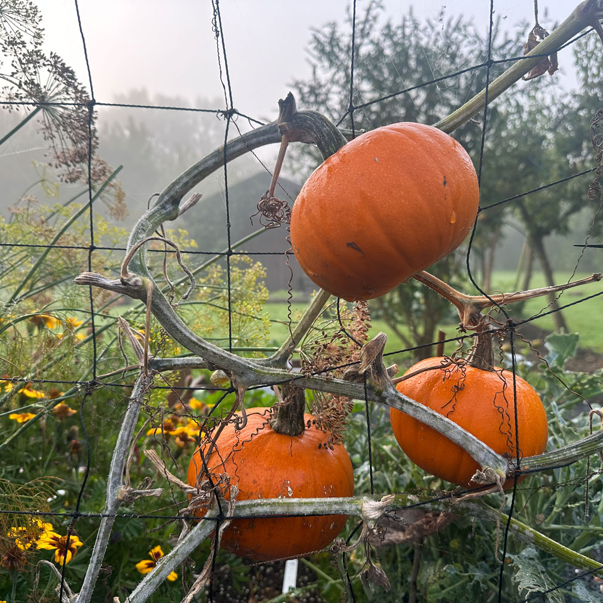 Orange baby pumpkins ripening on an autumn vine