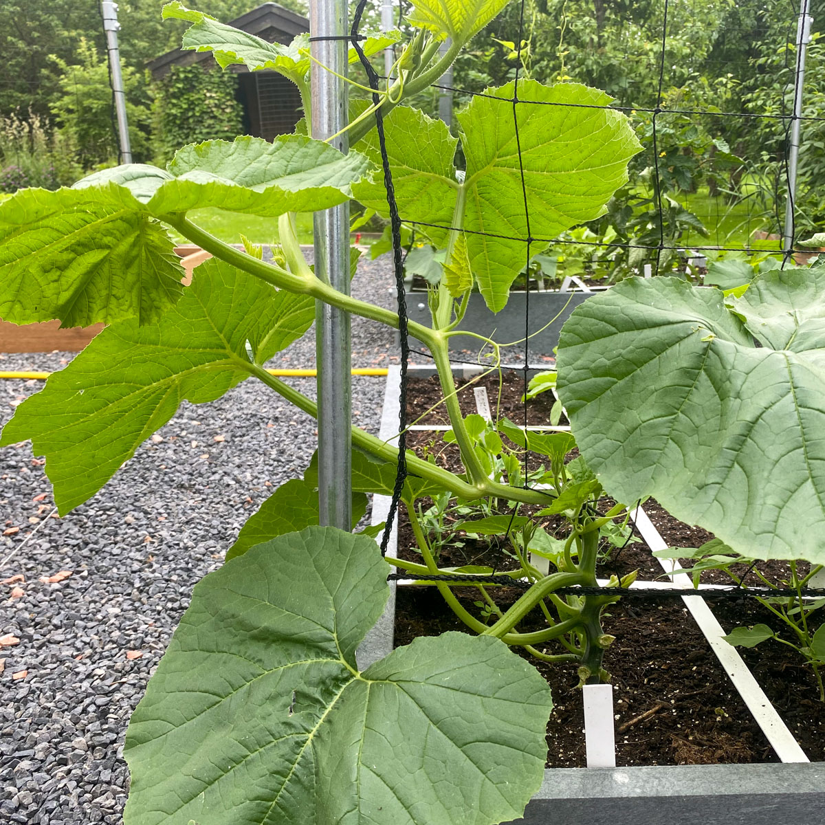 Pumpkin vine woven horizontally through a trellis