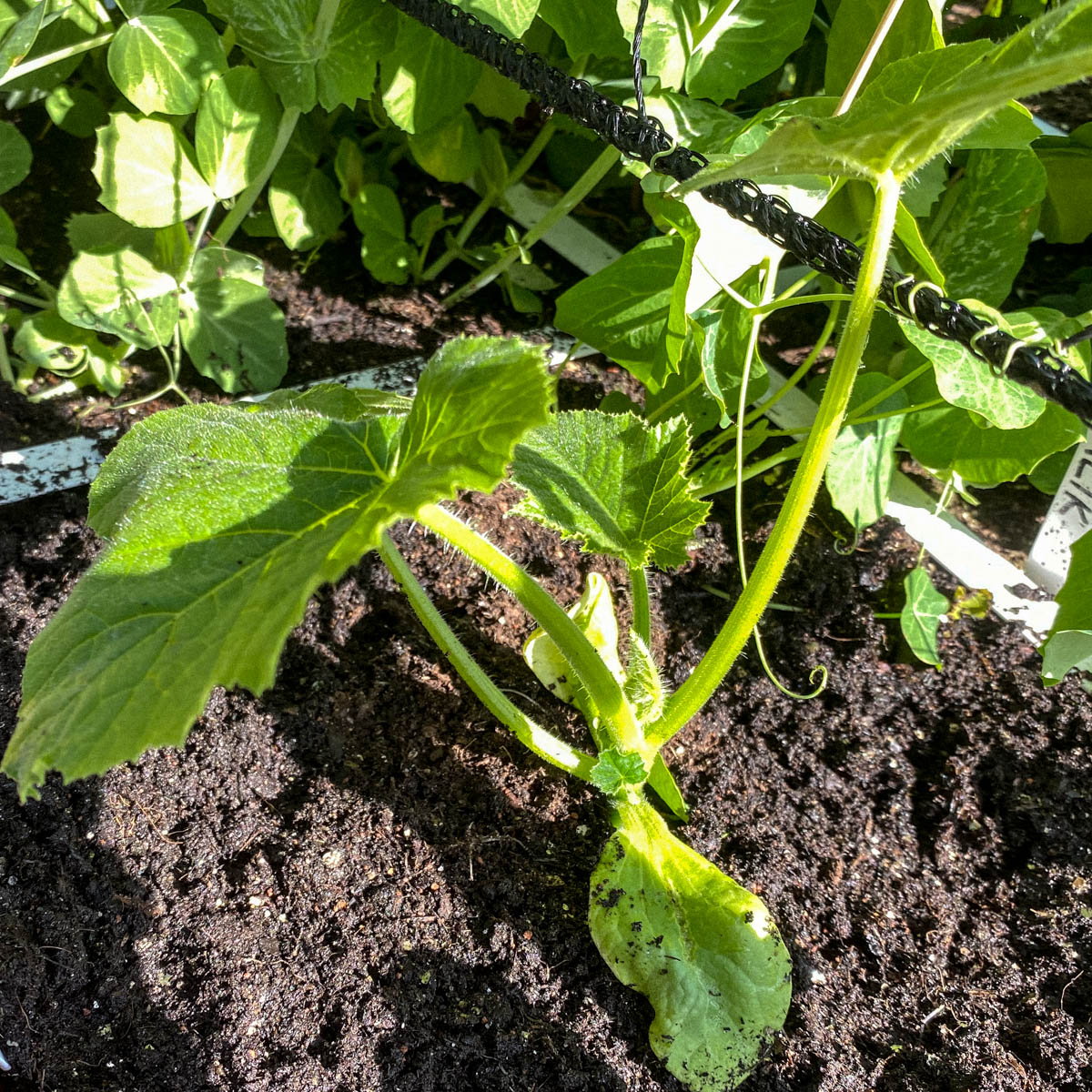 Young baby pumpkin plant newly planted beside a trellis