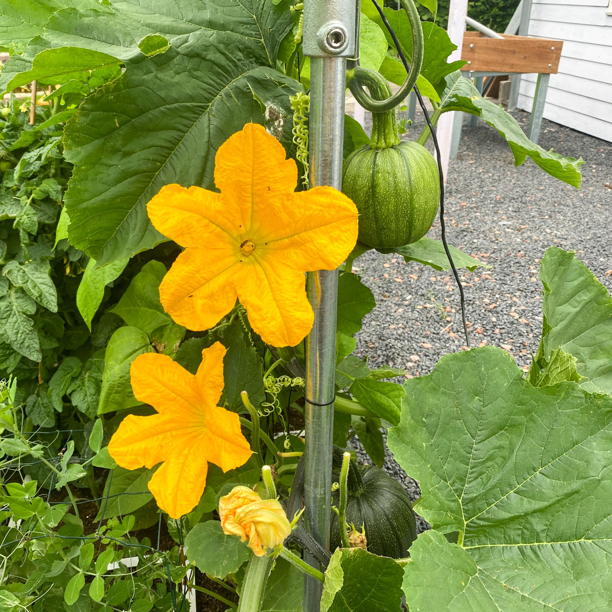 Male and female flowers on a pumpkin vine