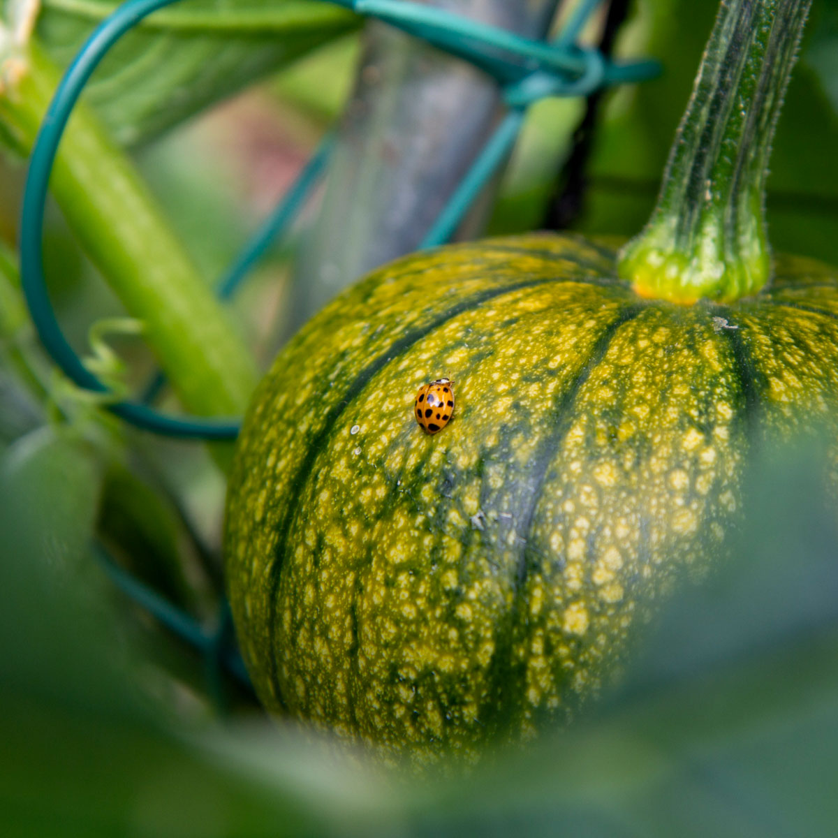 Baby pumpkin ripening from green to orange