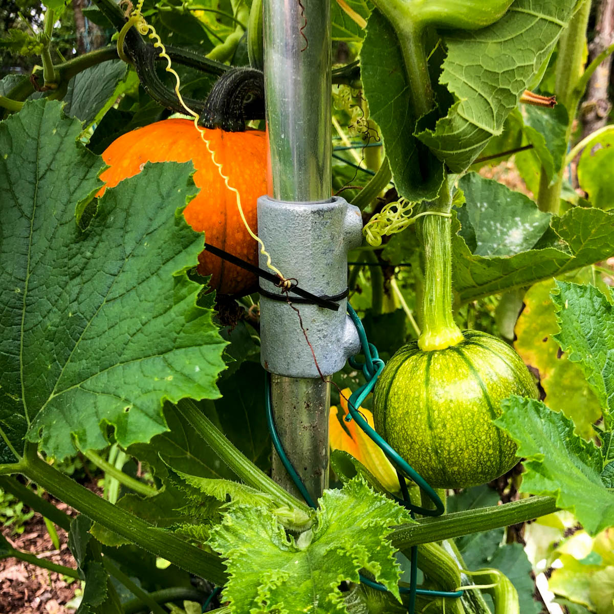 Baby pumpkin vine climbing a trellis