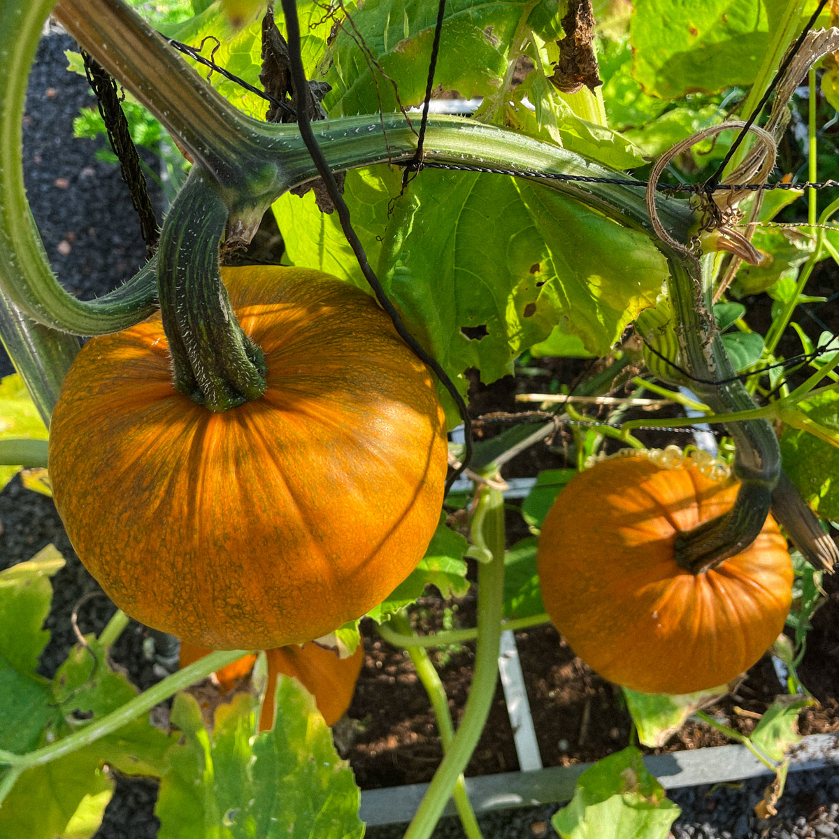 Small baby pumpkins hanging from a trellis