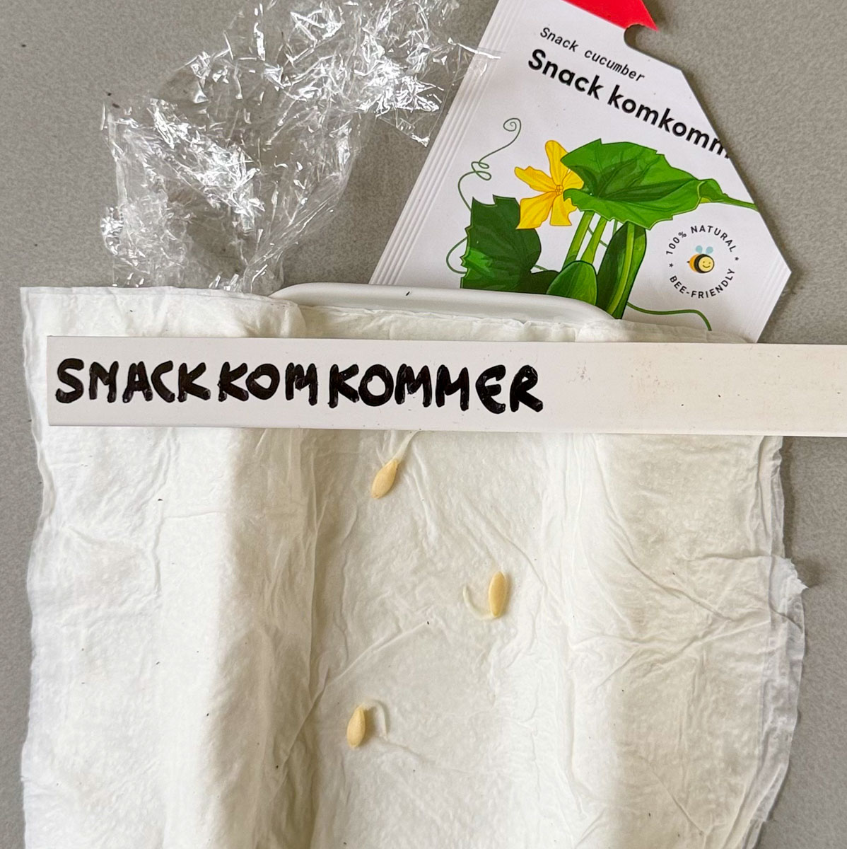 Zucchini seeds with new roots
