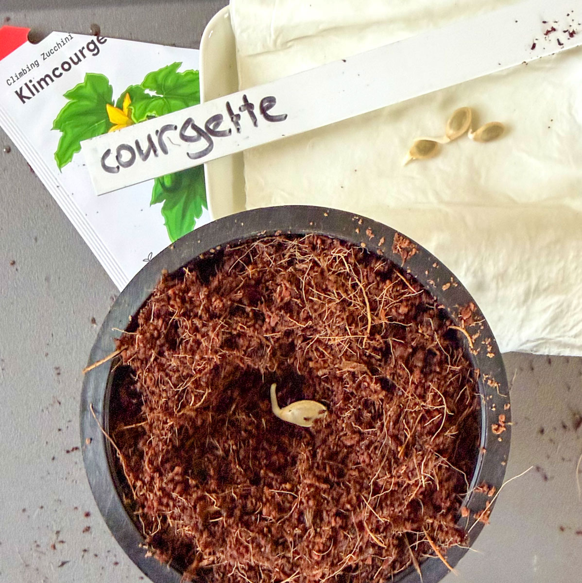 Pre-germinated climbing courgette seed in an airpot with MM coconut seed-starting mix