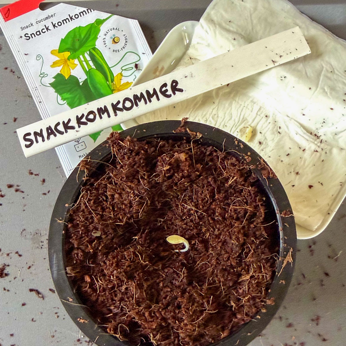 Voorgekiemd snackkomkommerzaadje zaaien in een airpot met voorzaaimix-kokos