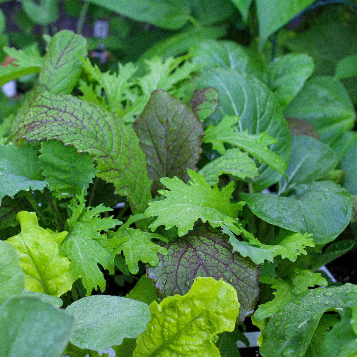 Aziatische pluksla Makkelijke Moestuin