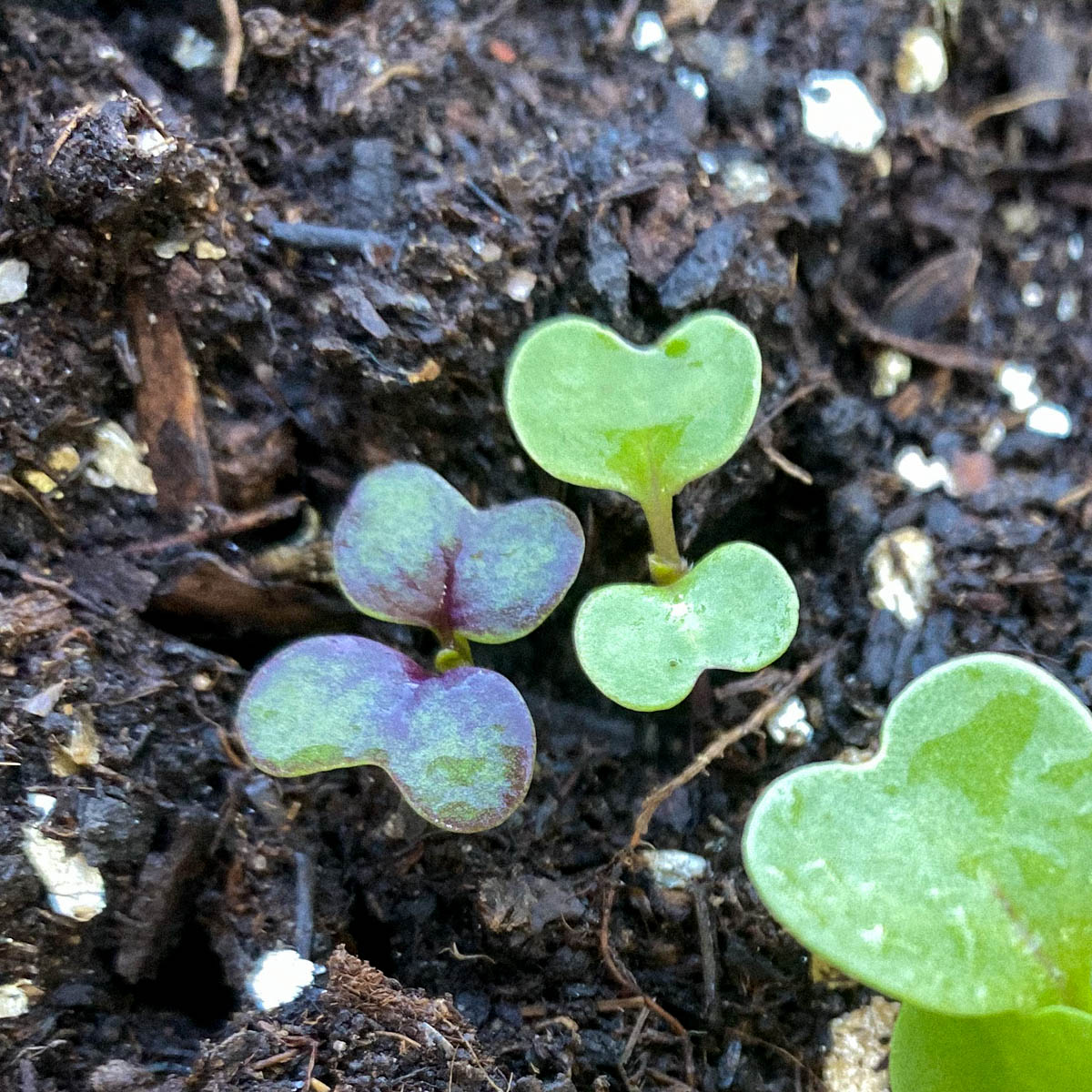 No need to thin out seedlings in the Asian salad mix 