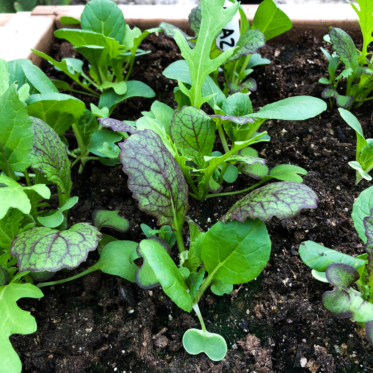 Young Asian salad mix plants in a Makkelijke Moestuin