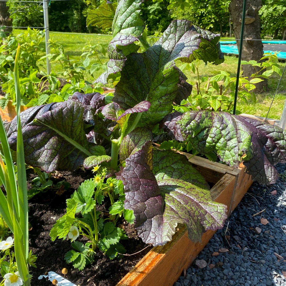 Red mustard from an Asian salad mix in a Makkelijke Moestuin