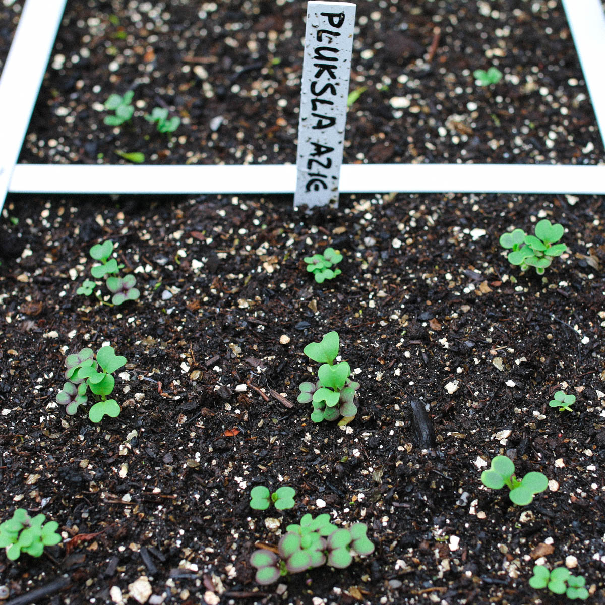 Sowing Asian salad mix in Makkelijke Moestuin Mix