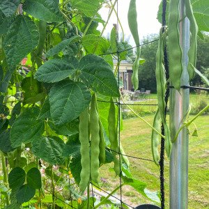 Romano pole bean