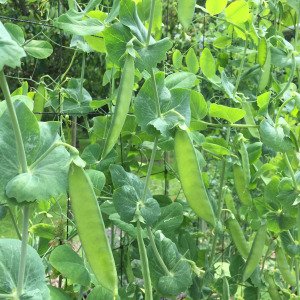 Snow pea