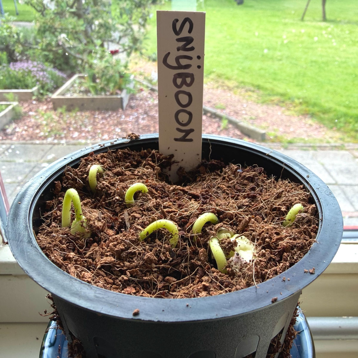 Romano pole bean seedlings emerging indoors