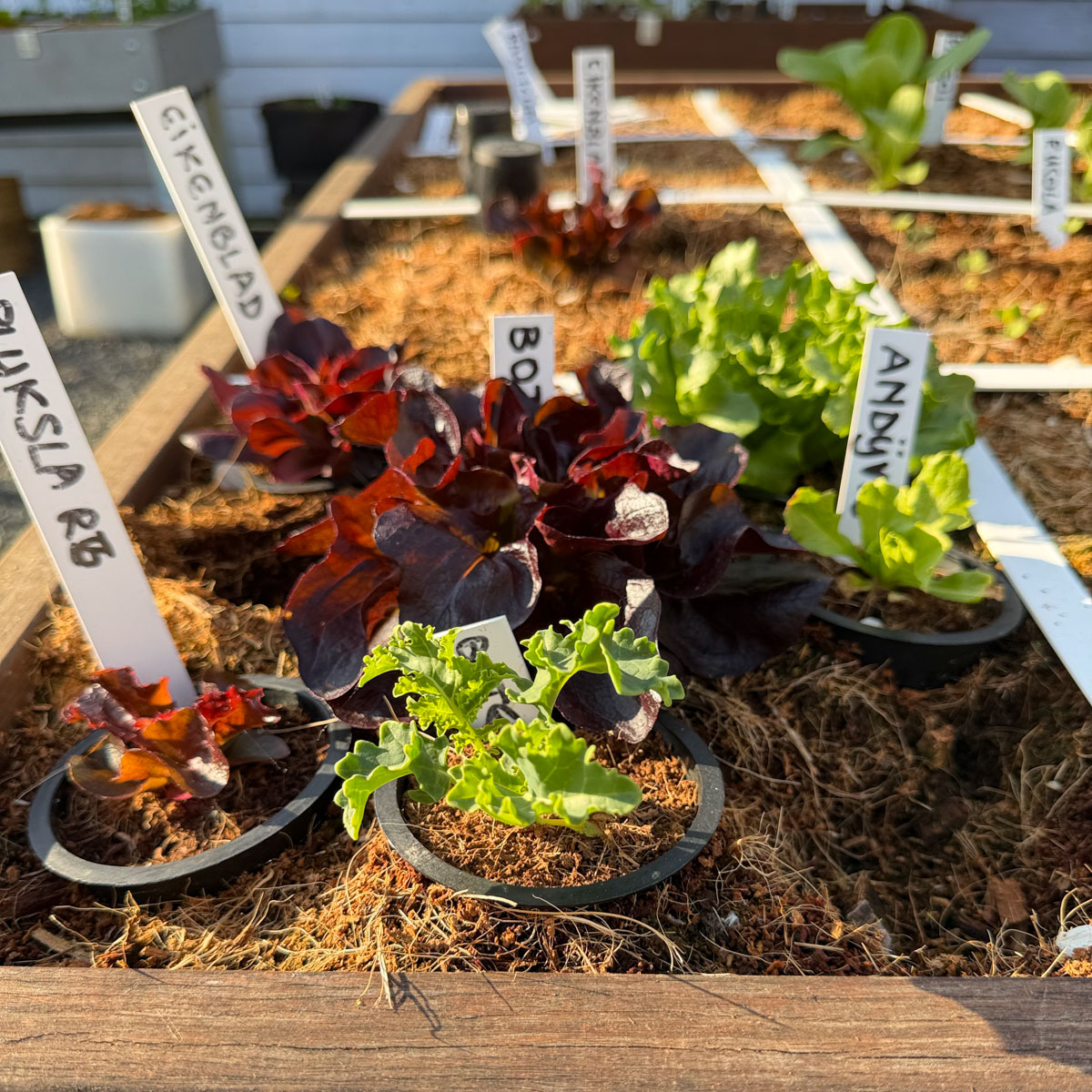 Several pots of young seedlings protected together in one square
