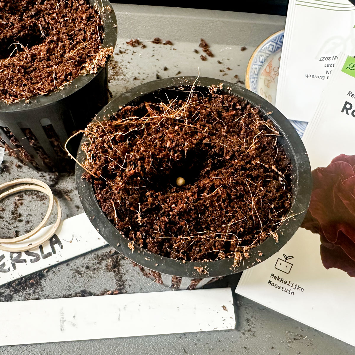 Red Butterleaf lettuce pellet being sown in seed-starting mix