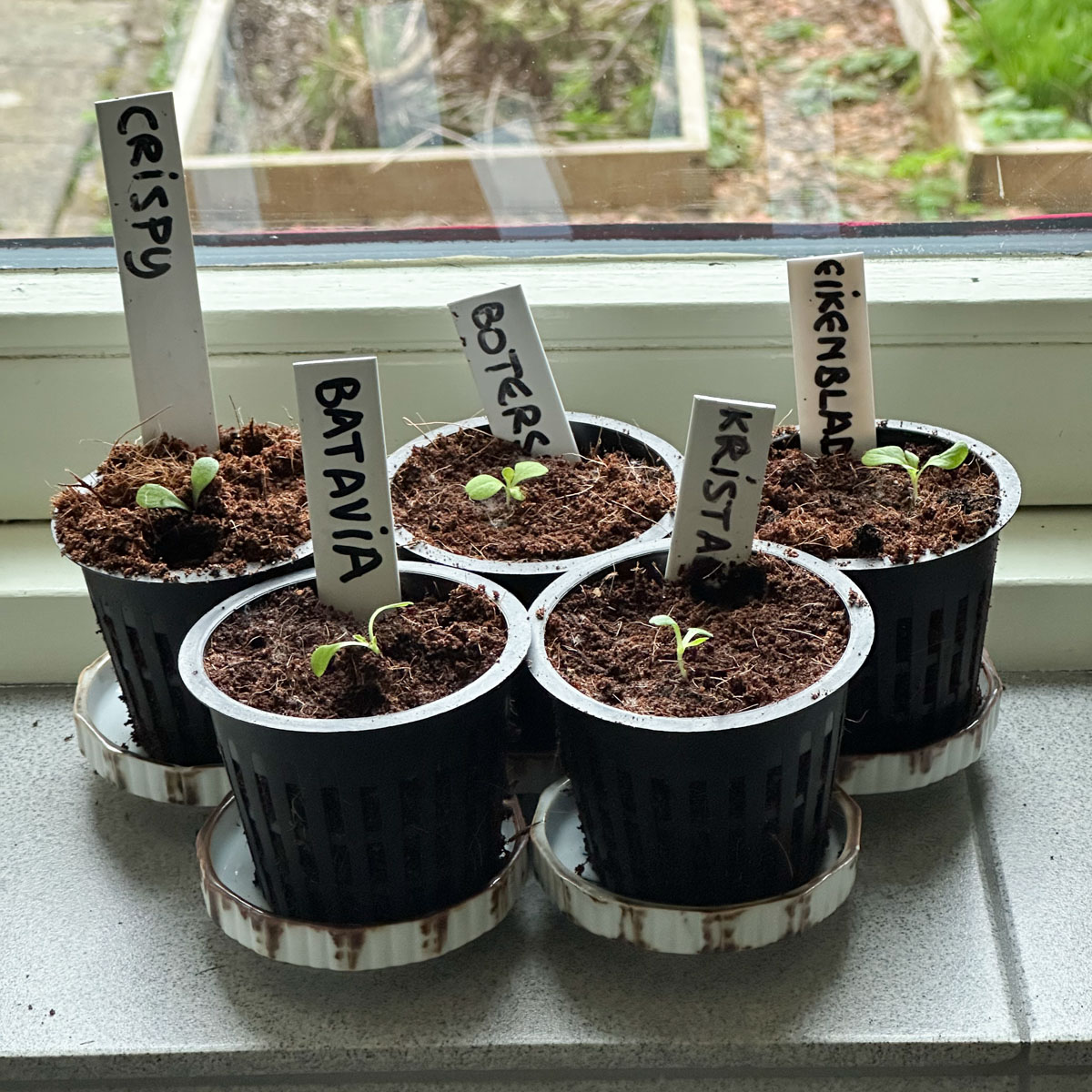 Young seedlings in labelled Airpots ready to move outside