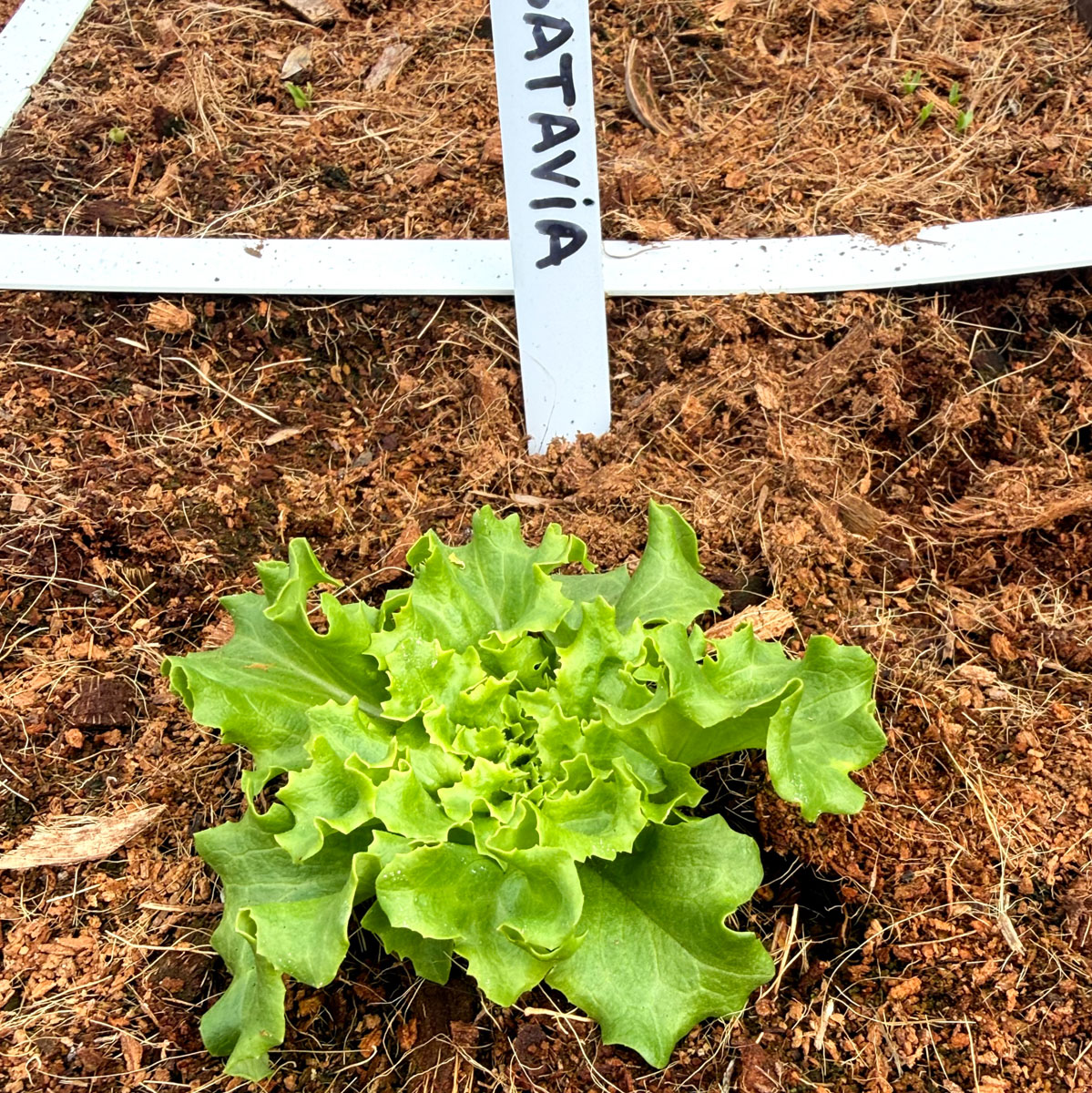 Young Green Batavia lettuce planted in its own square