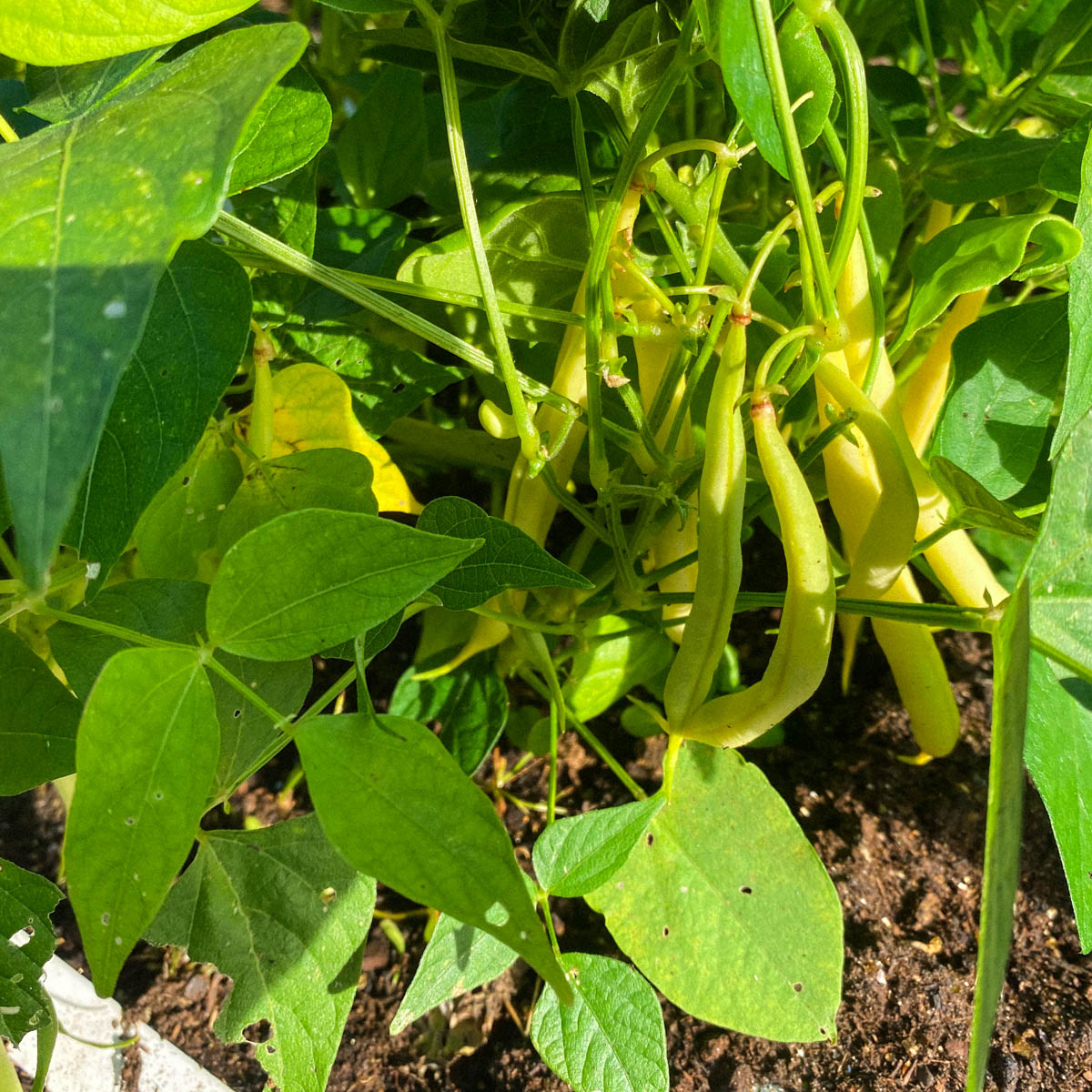 Boterboontjes in de Makkelijke Moestuin