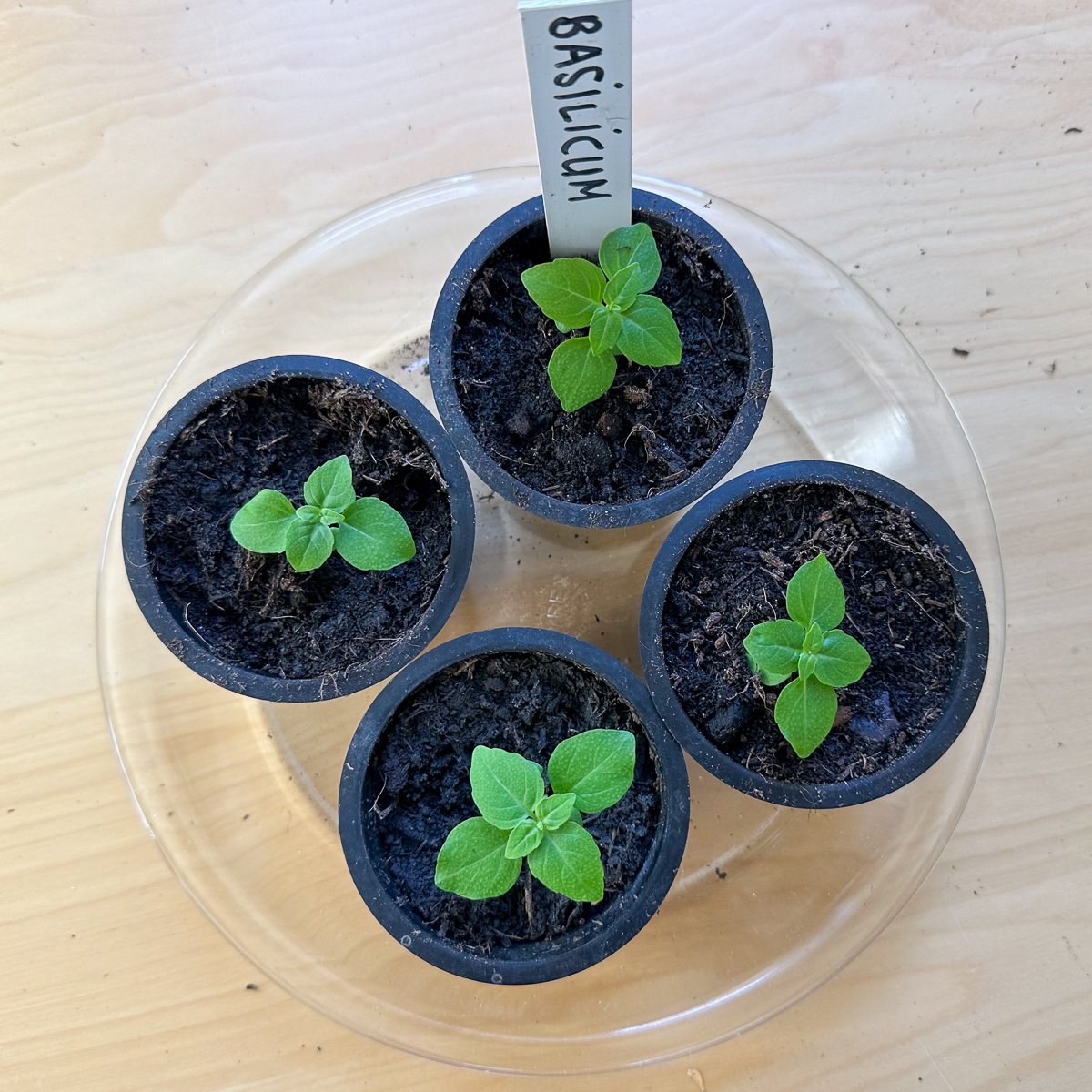 Basilicumplantjes in de vensterbank