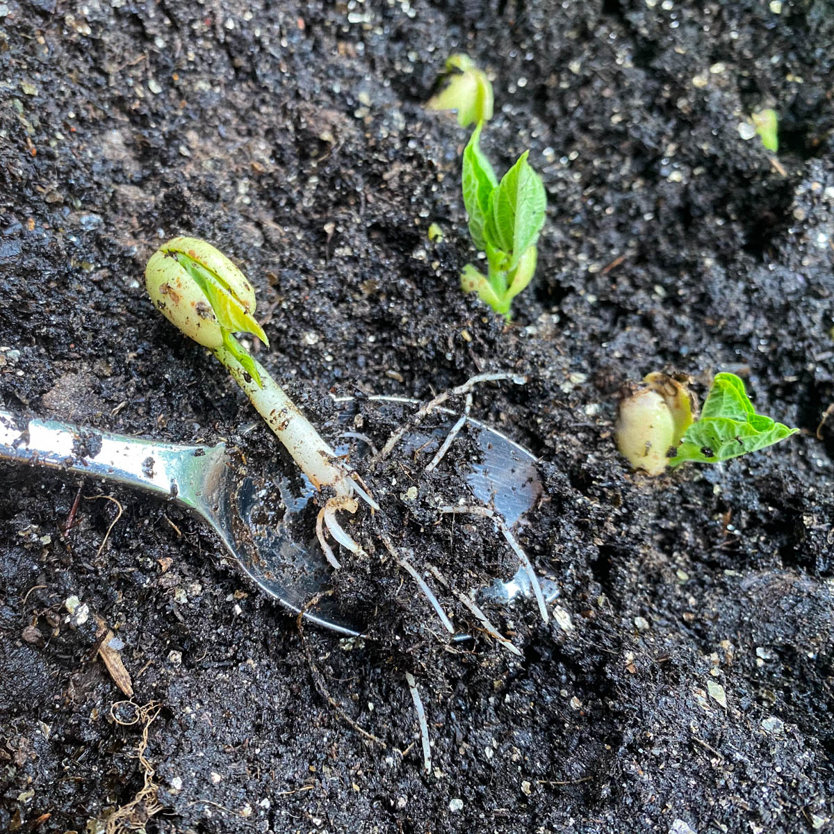 Voorgekiemde bonen planten in de Makkelijke Moestuin