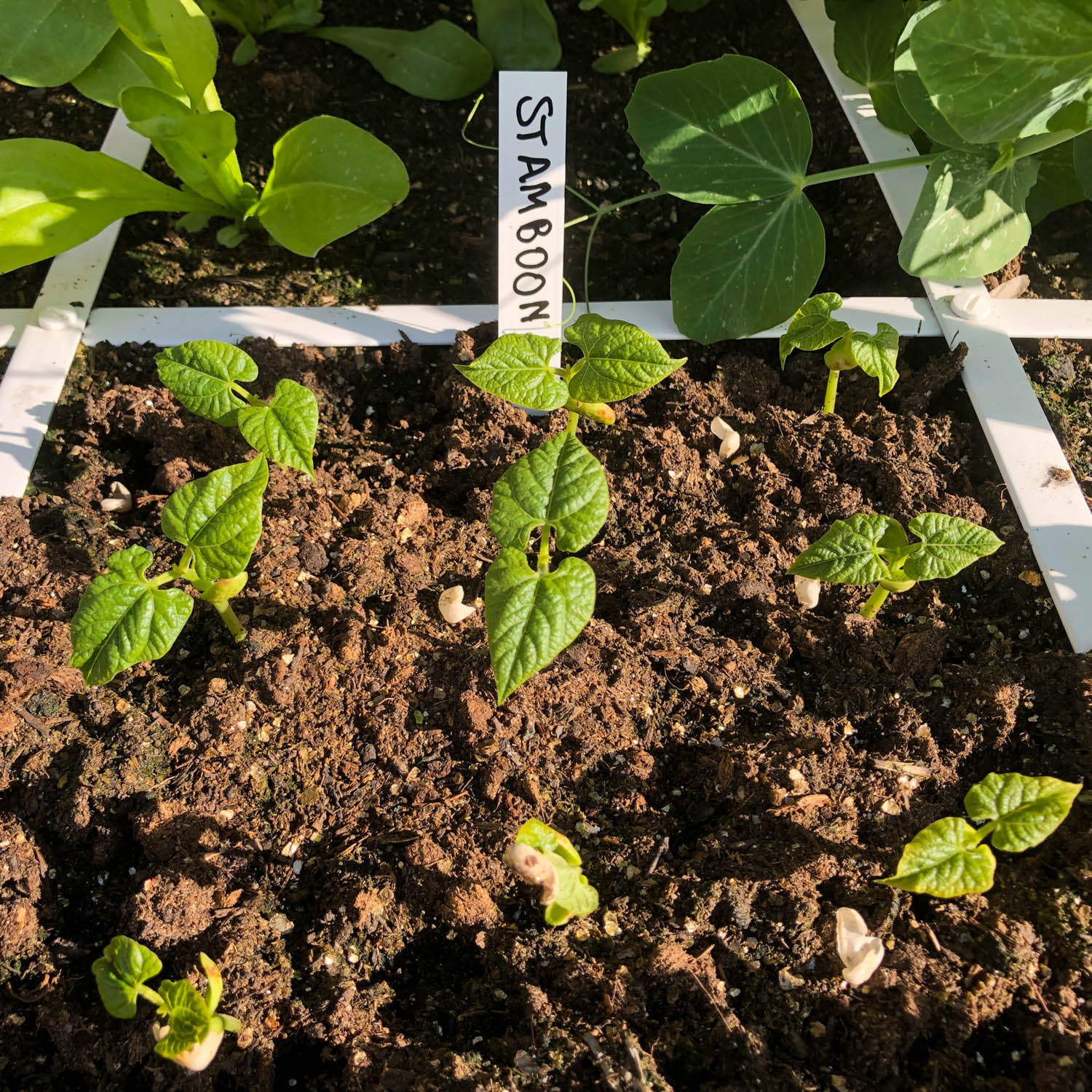 Opkomende stamboonplantjes Makkelijke Moestuin