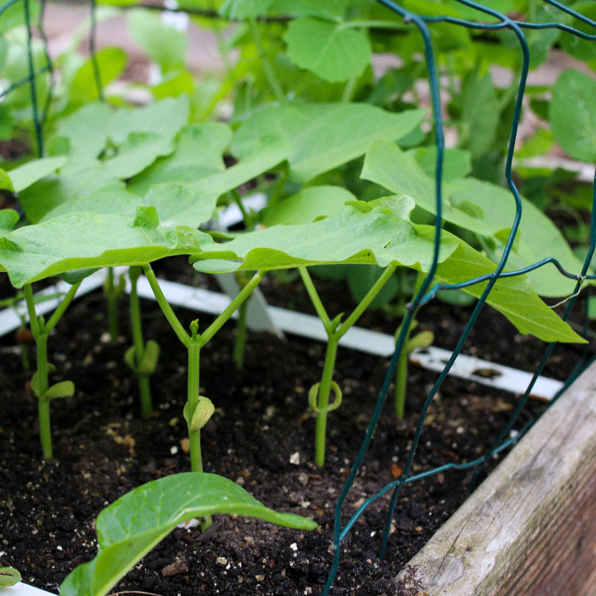 Stamboontjes met steunrekje in Makkelijke Moestuin