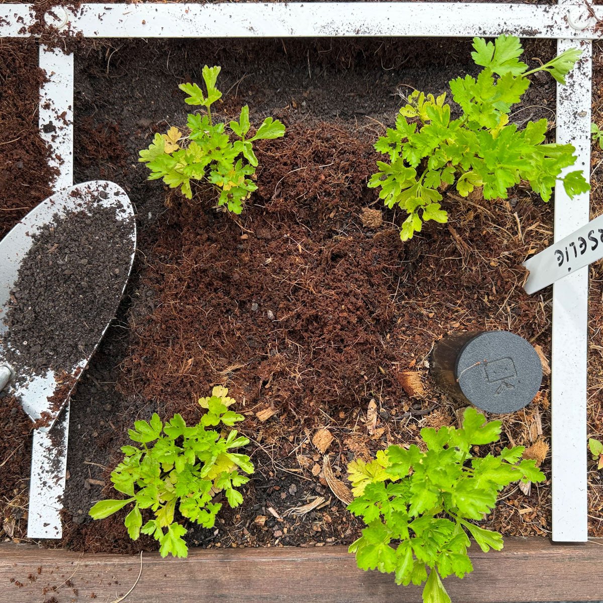 Make grooves around your plants and fill them with worm castings