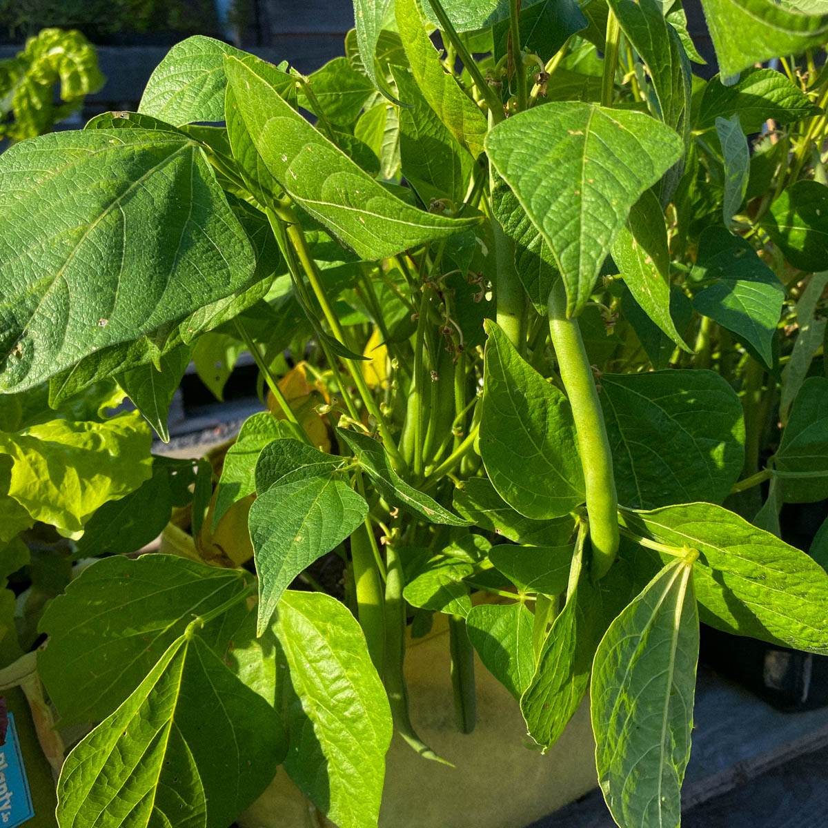De eerste Makkelijke Moestuin stambonen zijn klaar om te oogsten