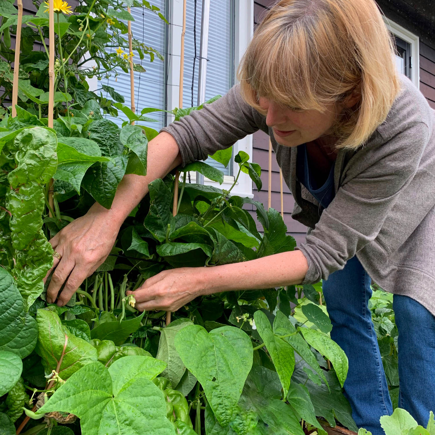 Stamboontjes oogsten in de Makkelijke Moestuin