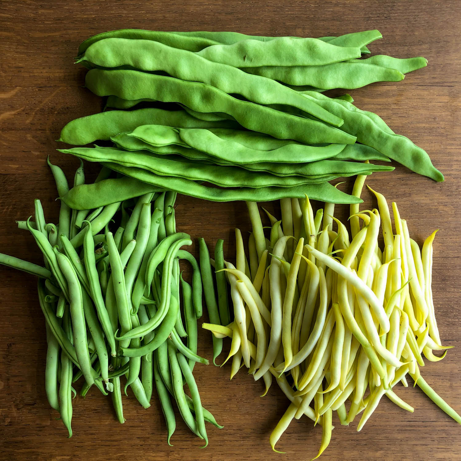 Snijbonen, stam- en boterboontjes van de Makkelijke Moestuin