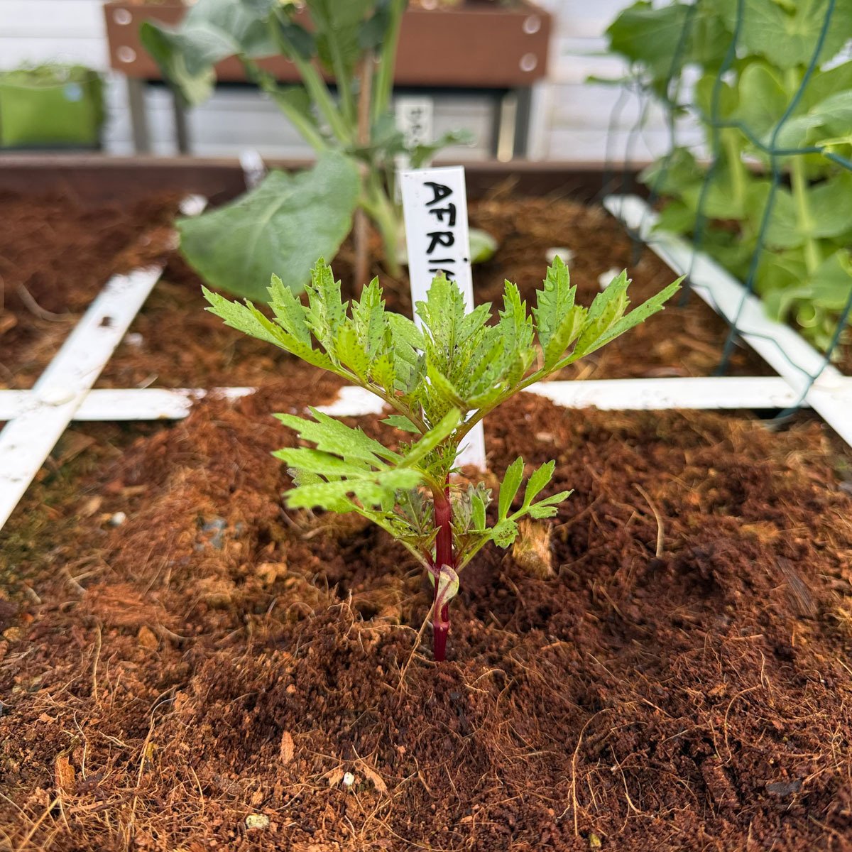 Afrikaantje: net overzet naar een Makkelijke Moestuinbak